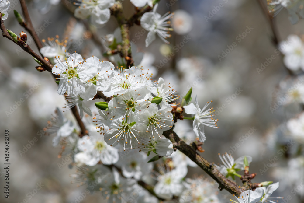 Close up of blackthorn (prunus spinosa) blossom in bloom Close up of blackthorn (prunus spinosa) blossom in bloom