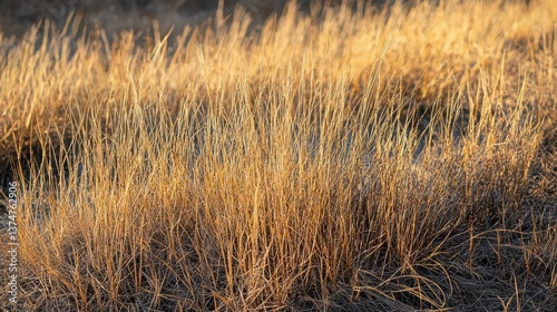 Dry Fall Grass Field Autumn Background Soft Focus