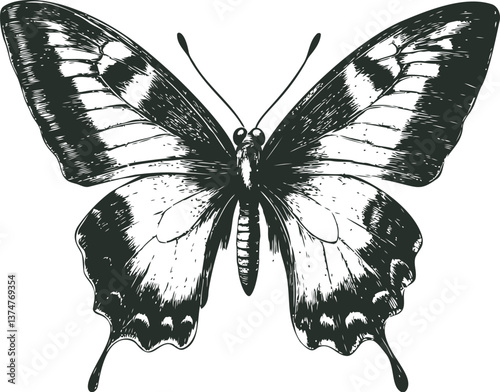 Intricate black and white butterfly illustration