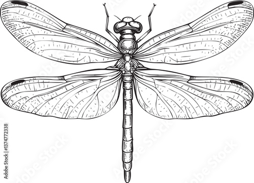 Detailed dragonfly illustration with intricate wing patterns in black and white. Vector illustration