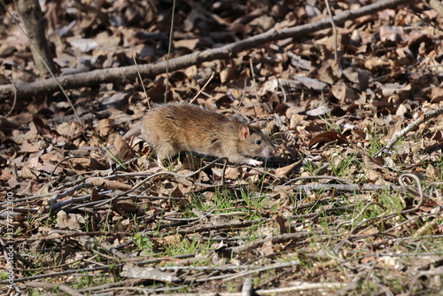 A nocturnal Large Japanese field mouse that is hungry and looking for food during the day