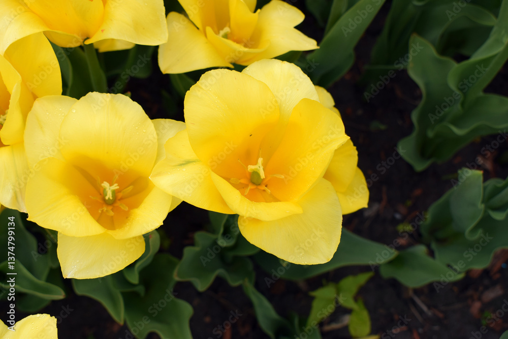 Fototapeta premium A field densely populated with yellow tulips, all blooming in harmony. Golden Tulip Symphony