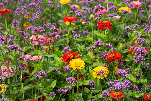 A stunning display of Argentinian vervain (Verbena bonariensis) and Zinnia elegans (also known as youth-and-age, common zinnia, or elegant zinnia) blooming in a flower garden during the summer.