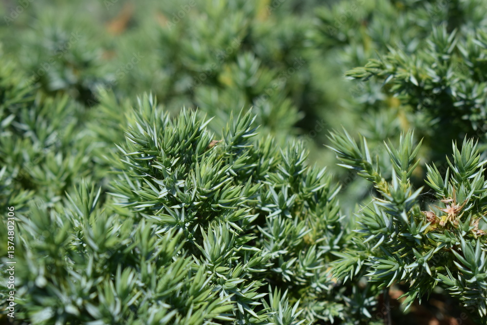 Detailed View of Sharp Juniper Leaves Detailed View of Sharp Juniper Leaves