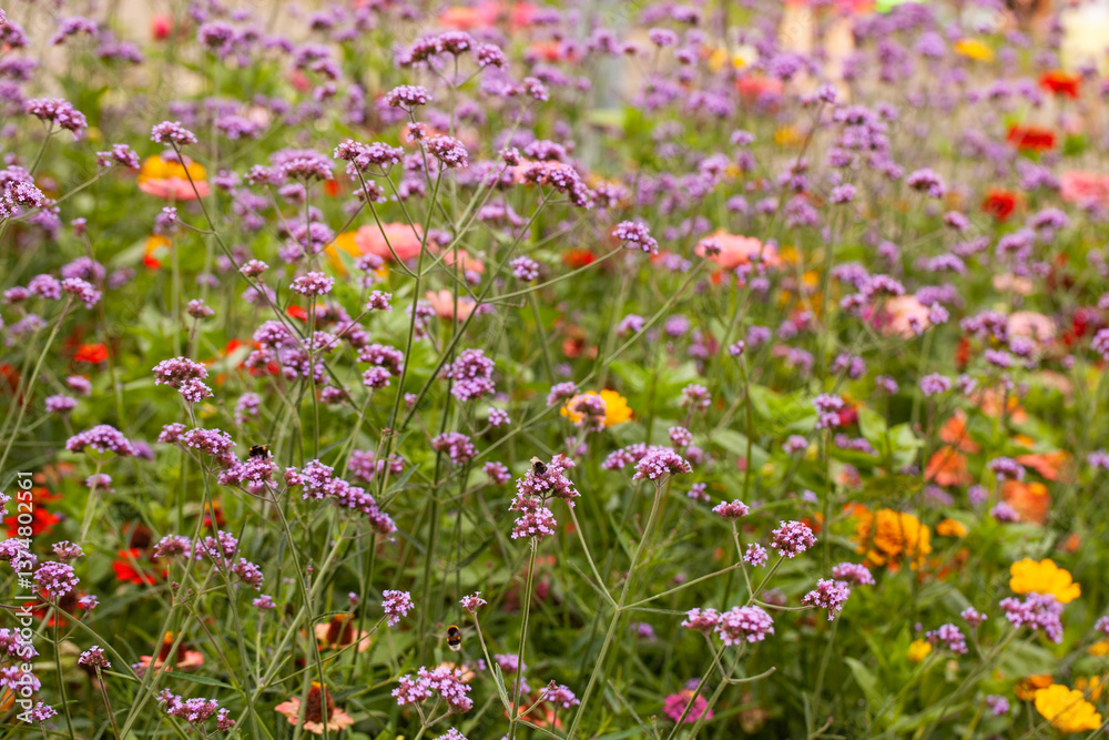 A stunning display of Argentinian vervain (Verbena bonariensis) and Zinnia elegans (in the background) blooming in a flower garden during the summer. A stunning display of Argentinian vervain (Verbena bonariensis) and Zinnia elegans (in the background) blooming in a flower garden during the summer.