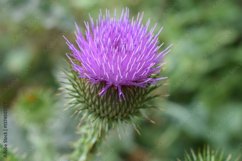 A thistle flower with purple petals and still closed buds. Close-up of Prickly Thistle Flower A thistle flower with purple petals and still closed buds. Close-up of Prickly Thistle Flower