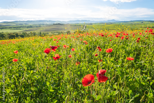Obraz na płótnie Tuscany's rolling hills bloom with vibrant wildflowers under a bright, sunny sky w salonie