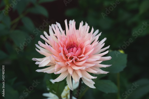 Dahlia Preference'is a tuberous plant with pink flowers.