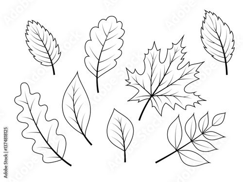Linear vector autumn leaves collection. Outline nature elements for coloring isolated on white