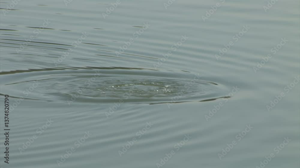 Dramatic Moments of a Coot Swimming Gracefully Dramatic Moments of a Coot Swimming Gracefully