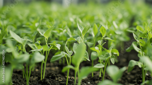 Ecology and Saving the Planet