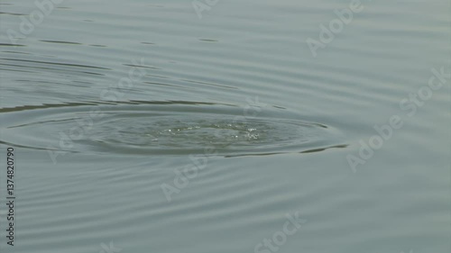 Dramatic Moments of a Coot Swimming Gracefully