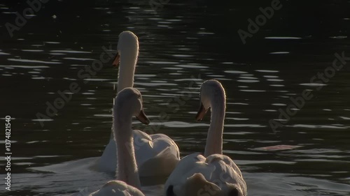 Elegant Swans Gliding Gracefully Across Serene Waters