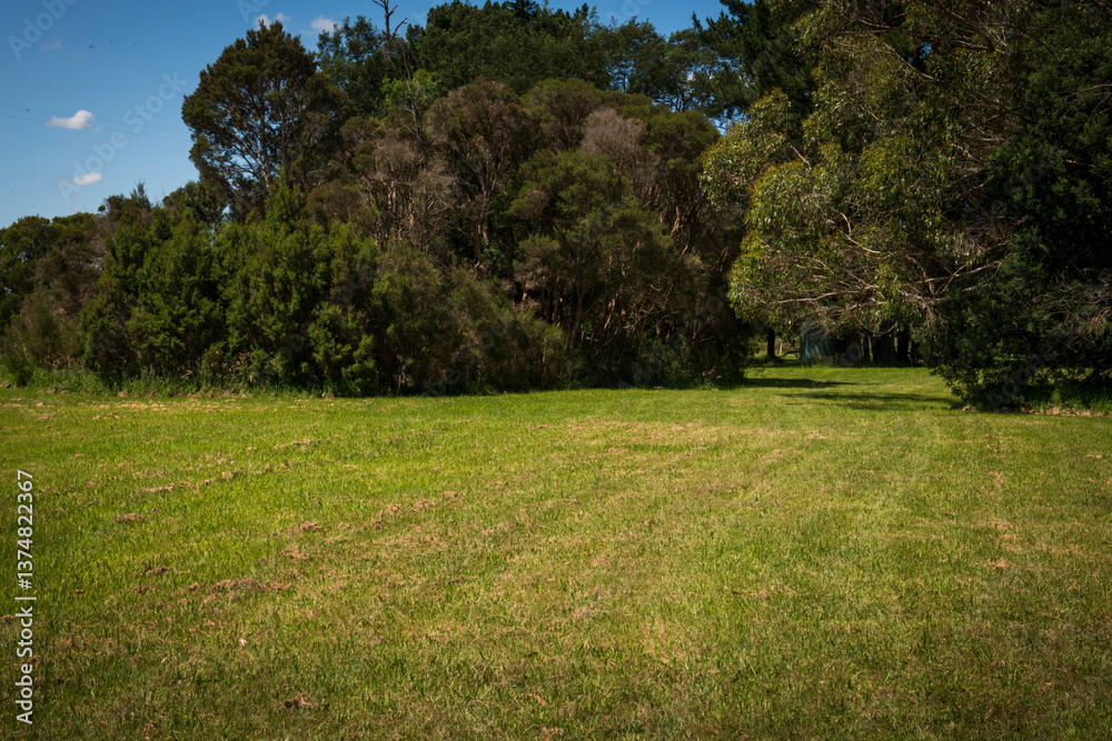 Fototapeta premium trees in the park