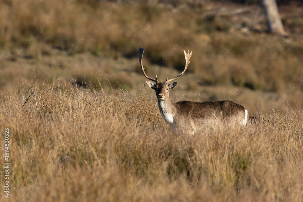 Fototapeta premium Fallow deer in the grass