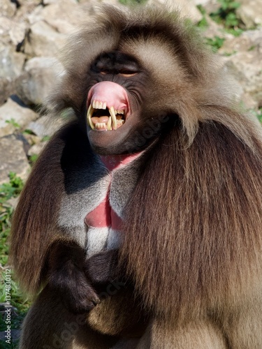 Photography portrait of gelada , portrait of monkey
