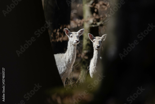 Fallow deer withe