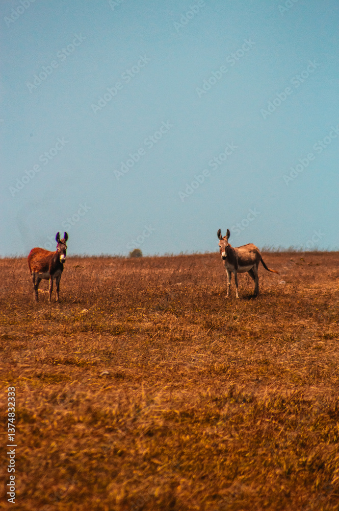 Fototapeta premium Animais-Silvestres Vegetação Parque-Nacional-De-Jericoacoara Urubu Burro Dunas Restinga Manguezal Apicum Natureza Vida-Selvagem Paisagem Céu-Aberto Ecossistema Aves Répteis Mamíferos Flora Fauna Conse