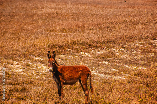 Animais-Silvestres Vegetação Parque-Nacional-De-Jericoacoara Urubu Burro Dunas Restinga Manguezal Apicum Natureza Vida-Selvagem Paisagem Céu-Aberto Ecossistema Aves Répteis Mamíferos Flora Fauna Conse photo