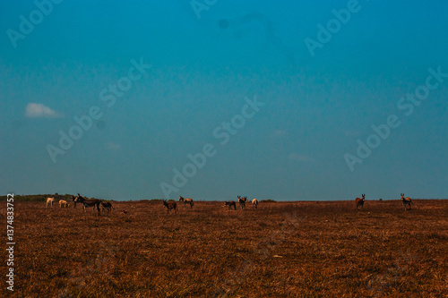 Animais-Silvestres Vegetação Parque-Nacional-De-Jericoacoara Urubu Burro Dunas Restinga Manguezal Apicum Natureza Vida-Selvagem Paisagem Céu-Aberto Ecossistema Aves Répteis Mamíferos Flora Fauna Conse photo
