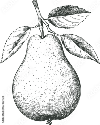 Detailed hand-drawn pear with leaves on white background. Vector vintage sketch. Vector illustration