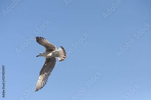 seagull on the rooftop of a small summer vacation and fishermen town