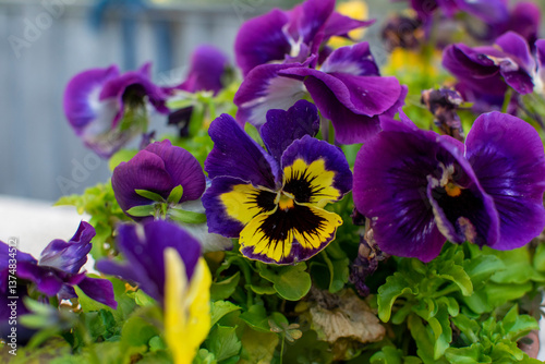 Viola. Funny or scary masks. The flowers are called pansies. Purple and yellow flowers