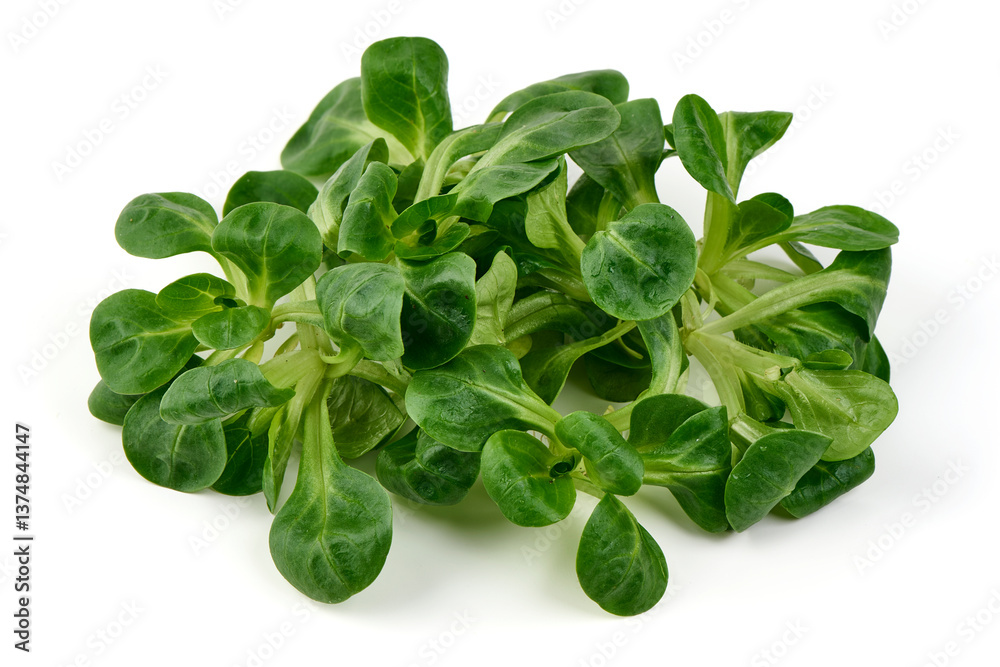 Fresh Corn Salad (Lamb's Lettuce), Isolated on White Background. Fresh Corn Salad (Lamb's Lettuce), Isolated on White Background.