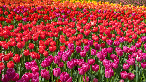 Wallpaper Mural Keukenhof gardens in Lisse, Netherlands with bright flower display in spring time Torontodigital.ca