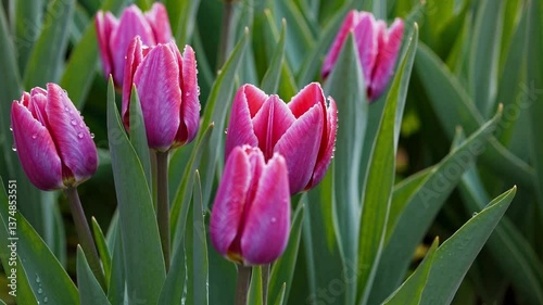 Vibrant Pink Tulips with Dew Against Green Leaves  