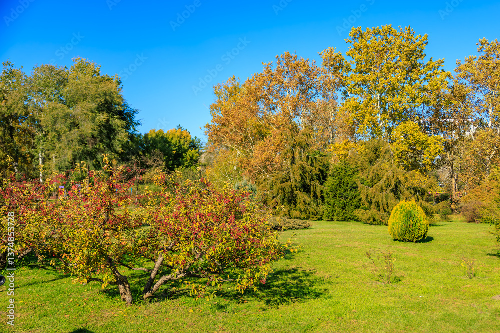 Fototapeta premium A lush green field with a few trees and bushes