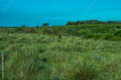 kangaroo in the long grass