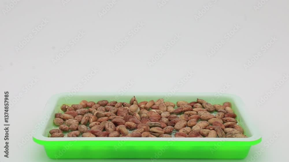 Time lapse of pinto beans germinating and growing sprouts in soilless container placed under controlled lighting in light box and against white background - Vertical pan Time lapse of pinto beans germinating and growing sprouts in soilless container placed under controlled lighting in light box and against white background - Vertical pan