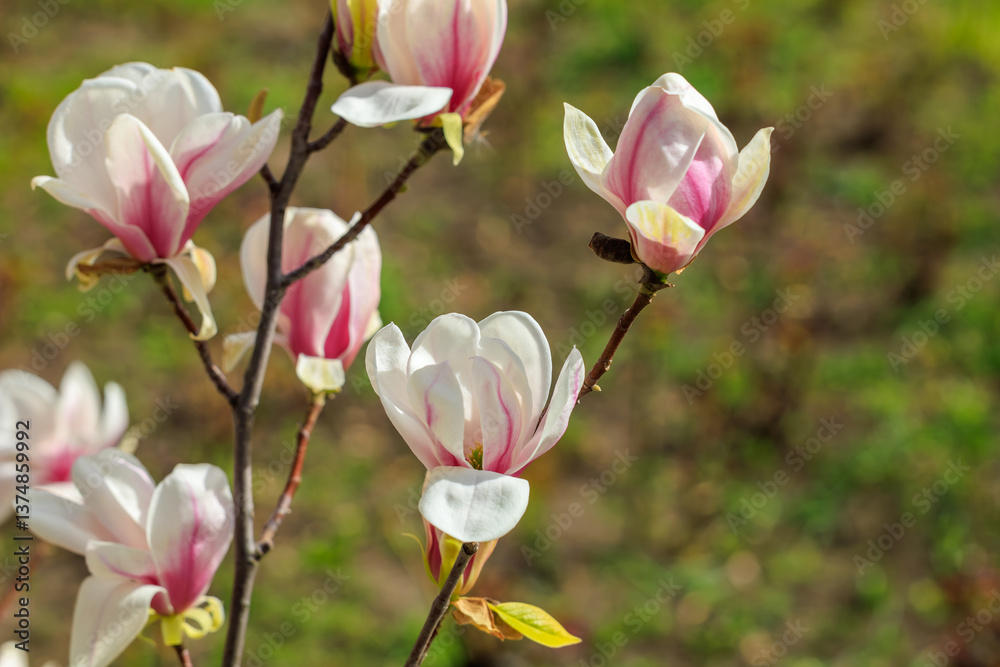 A bunch of white flowers with pink petals A bunch of white flowers with pink petals