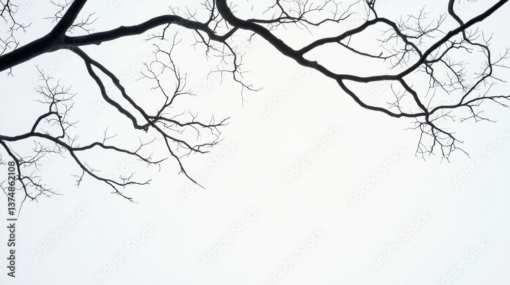 Fototapeta premium Black and white photograph of a tree branch with no leaves. the branch is in the center of the image and is facing towards the right side of the frame.