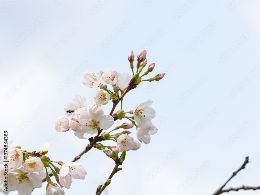 春 美しい桜の花が咲きました35 春 美しい桜の花が咲きました35