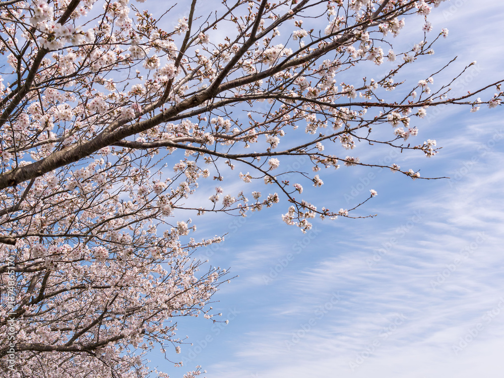 Obraz premium 春 美しい桜の花が咲きました46