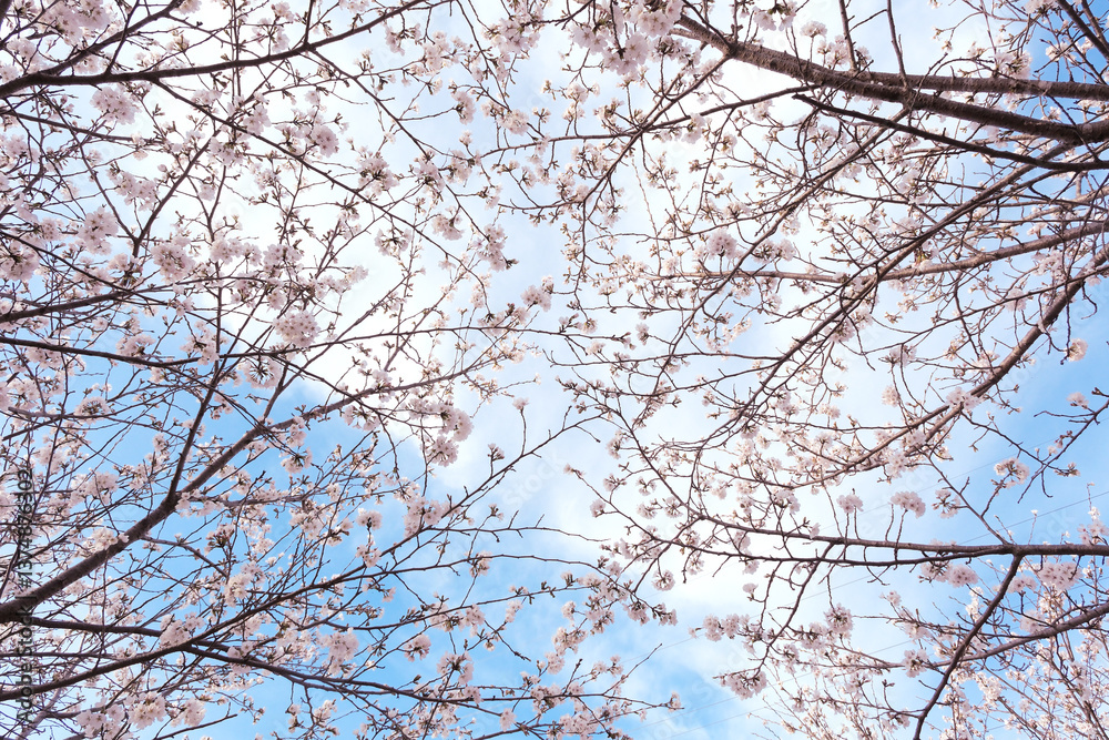 Obraz premium 青空と桜