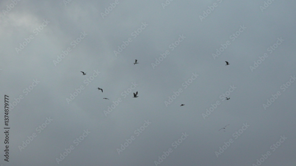 Parachutists Skydiving Clouds Outdoor Training: Airborne soldiers descend during overcast weather, likely military exercise. Parachutists Skydiving Clouds Outdoor Training: Airborne soldiers descend during overcast weather, likely military exercise.