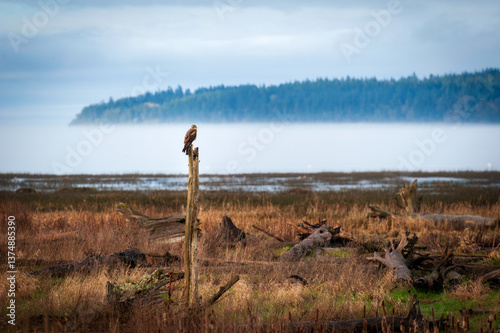 The northern harrier, also known as the marsh hawk or ring-tailed hawk, is a bird of prey. Northern harrier populations declined throughout their North American range in the 20th century.