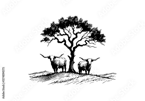 Texas Longhorn cattle hand drawn vector illustration