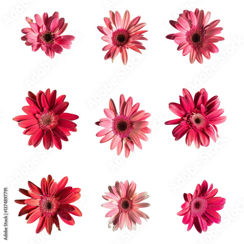 Beautiful arrangement of various pink daisies showcasing vibrant colors and textures, ideal for floral design and decoration purposes for any project.
