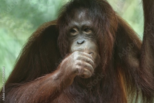 Obraz na płótnie portrait of a young orangutan looking forward w salonie