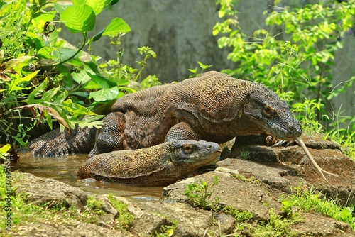 Obraz na płótnie A pair of Komodo dragons resting in the pond during the day w salonie