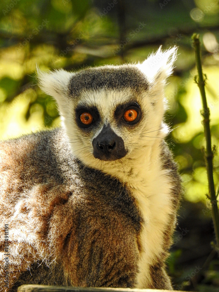 Obraz premium Lémurien aux yeux rouges