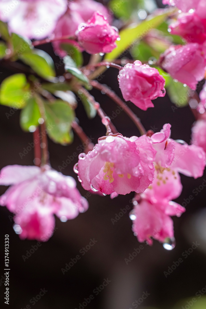 Obraz premium 鎌倉2503 妙本寺2 海棠