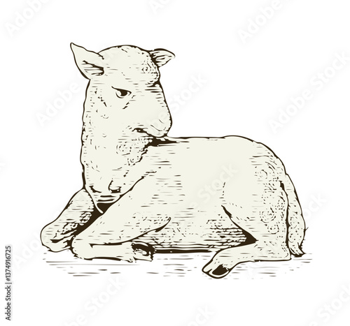 Lamb Illustration