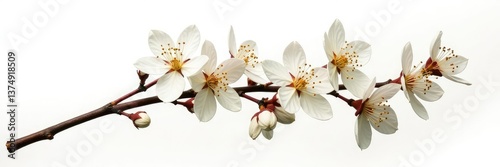 Wallpaper Mural Isolated branch with intricate details on a white background, white, organic Torontodigital.ca