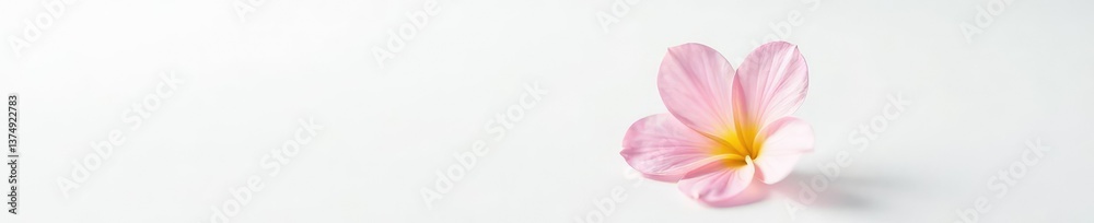 Fototapeta premium Single delicate flower on a plain white surface, white background, delicate