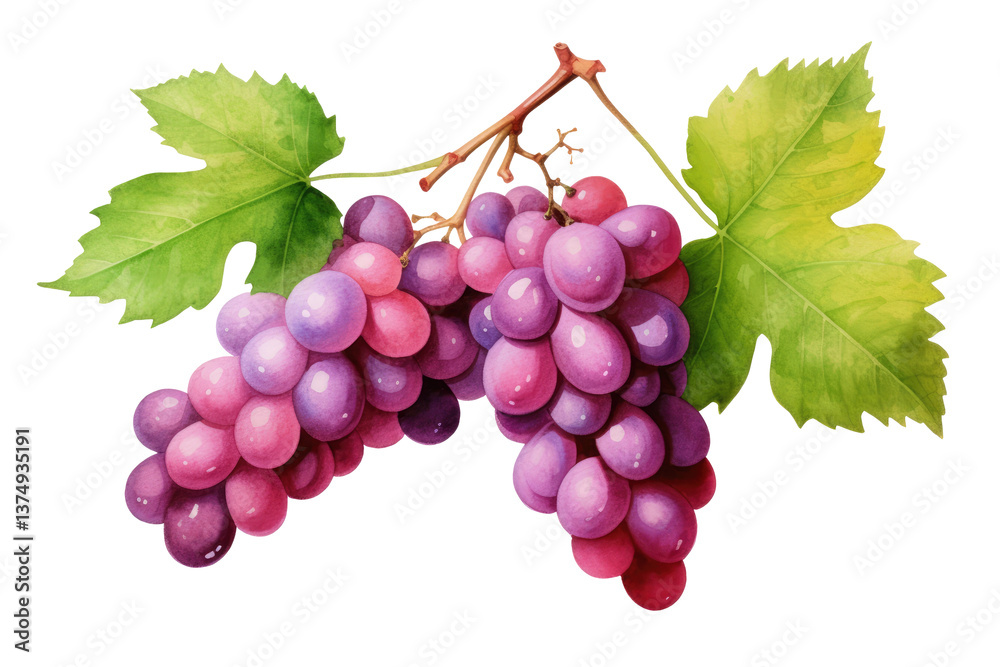 Fototapeta premium Watercolor Grape Art on transparent background